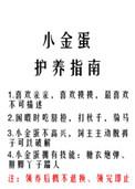 小金蛋护养指南讲的什么